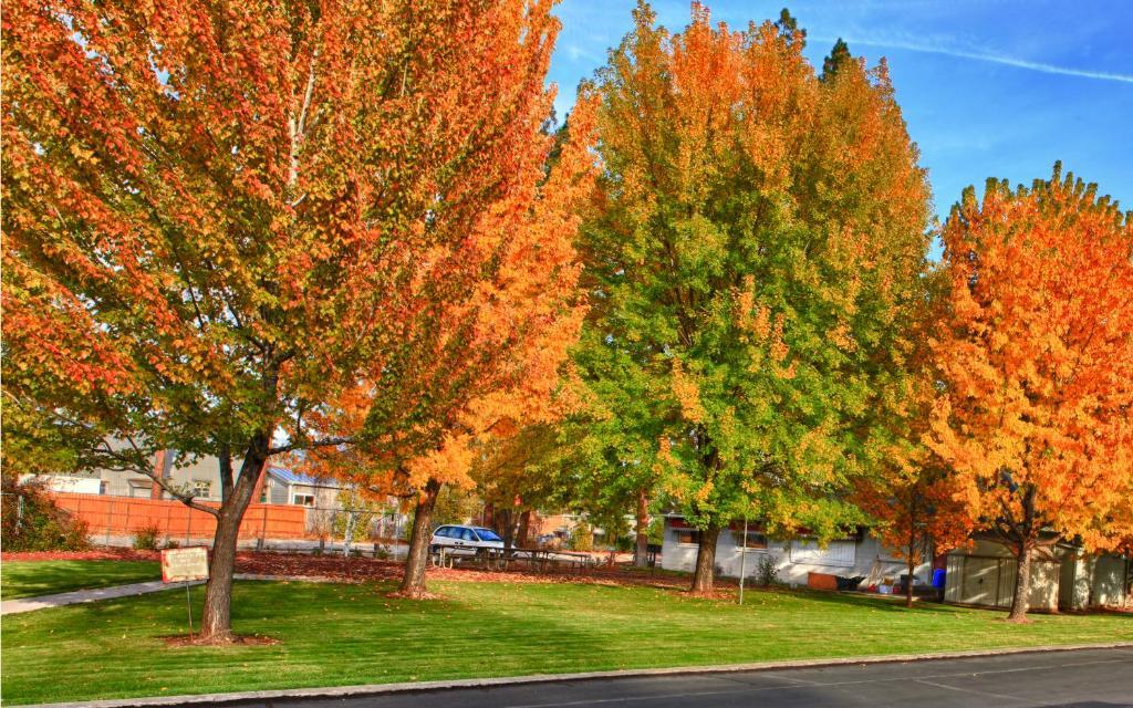 Shasta Pines Motel & Suites Burney Εξωτερικό φωτογραφία